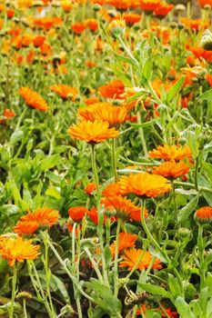 Orange pot marigold flowers -calendula officinalis -beautiful flowerbed 