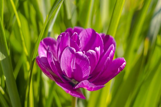 spring flower in my summer season garden
