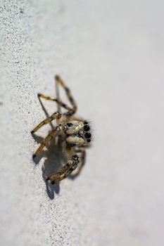 small insect zebra jumping spider in spring season