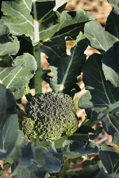 Beautiful plant of broccoli in a vegetarian garden , bright green leaves surround the broccoli flower head , light and shadows on the plant