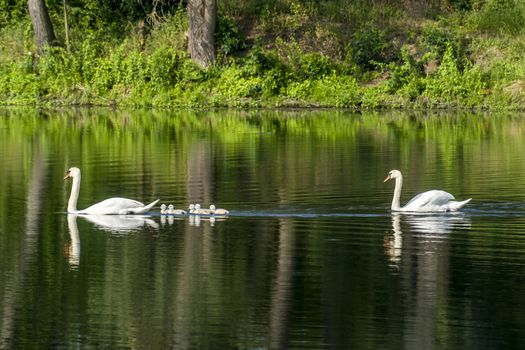 swan family at claer lake in summer season