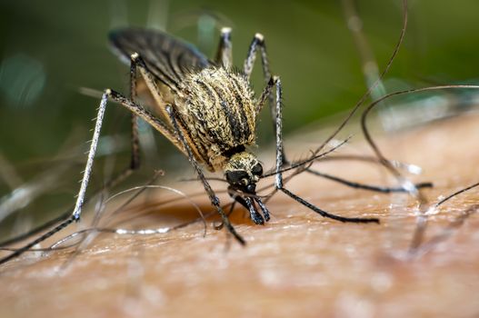 mosquito sucks blood on my skin