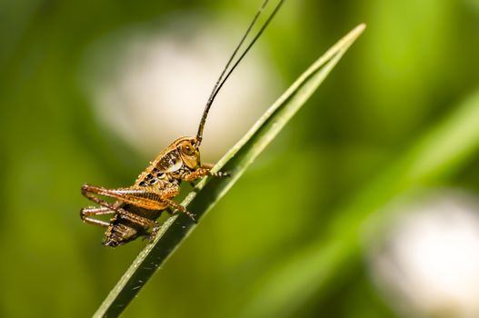 small grasshopper in the summer forest