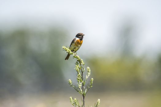 stonechat male on stalk plant in nature conservation area