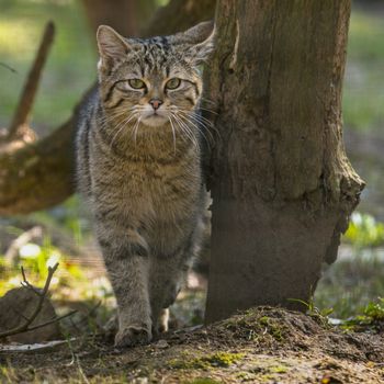 wild cat in the green season leaf forest