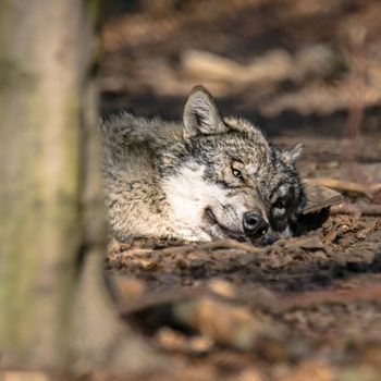 Gray wolf chill and hides in the green leaves forest