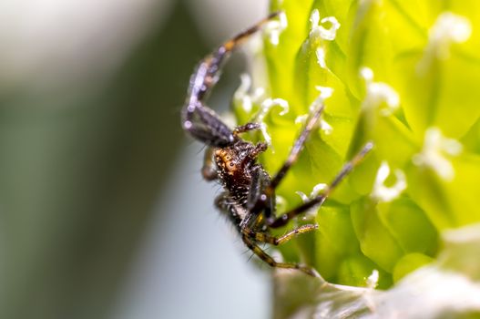 small crab spider on onion flowers in the season garden