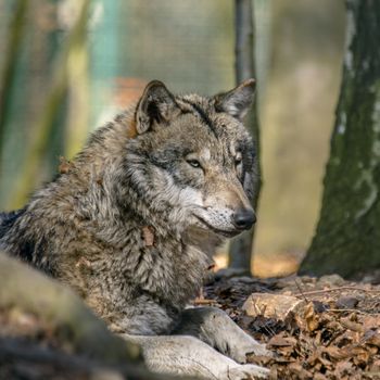 Gray wolf chill and hides in the green leaves forest