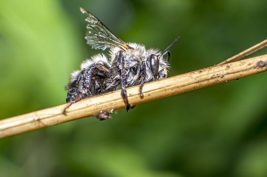 small wet bee after rescue to dry in nature