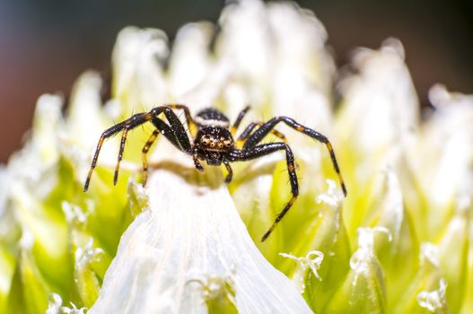 small crab spider on onion flowers in the season garden