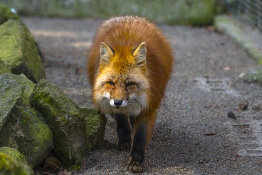 red fox hunting season in summer light