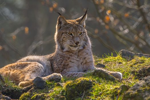 cute young lynx in the colorful wilderness forest