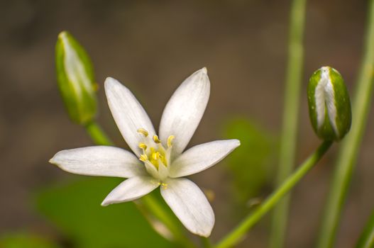 white flowering in the green season garden