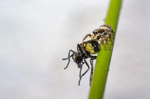 tiny zebra jumping spider with fly prey in perfect nature
