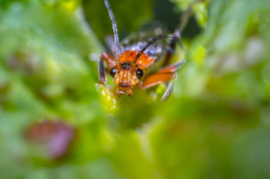 small red bug in green nature garden