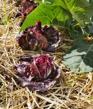 Beautiful red salad in a vegetable garden , bright red lettuce with white veins   ,the plants are surrounded by mulch