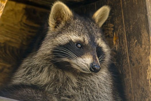 Young season raccoon plays hide in green leaves Forest