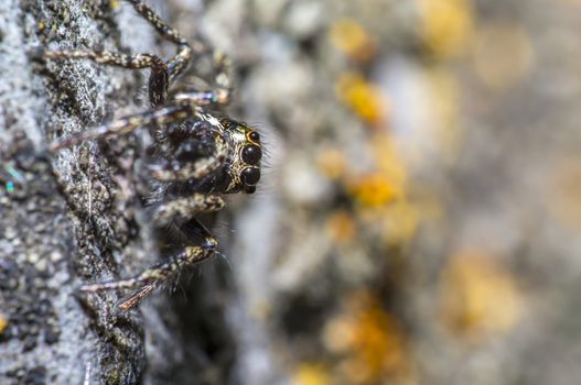 tiny zebra jumping spider is looking in wild nature