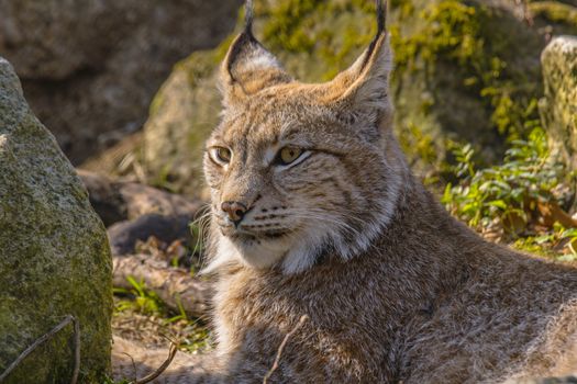 cute young lynx in the colorful wilderness forest