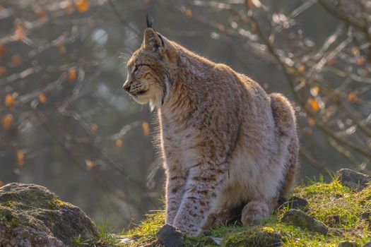 cute young lynx in the colorful wilderness forest