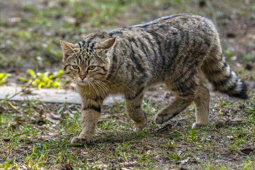 wild cat in the green season leaf forest