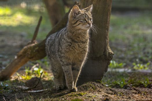 wild cat in the green season leaf forest