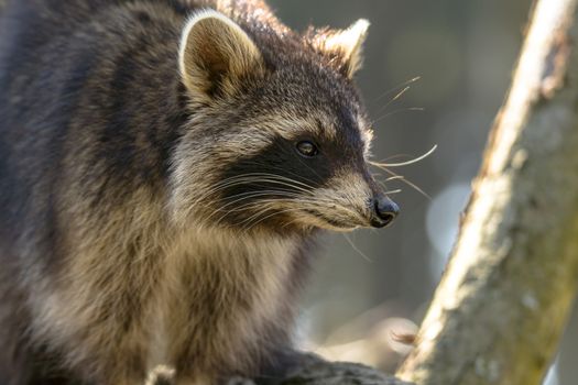 Young season raccoon plays hide in green leaves Forest