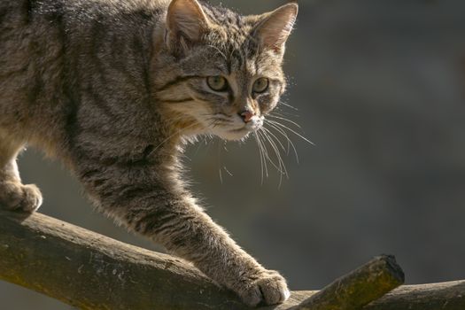 wild cat in the green season leaf forest