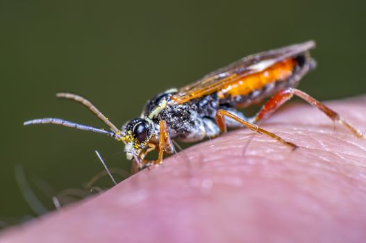 small macro fly in wild life nature