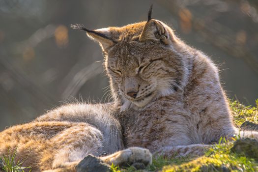 cute young lynx in the colorful wilderness forest