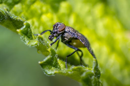 small fly in nature looks like with gas mask