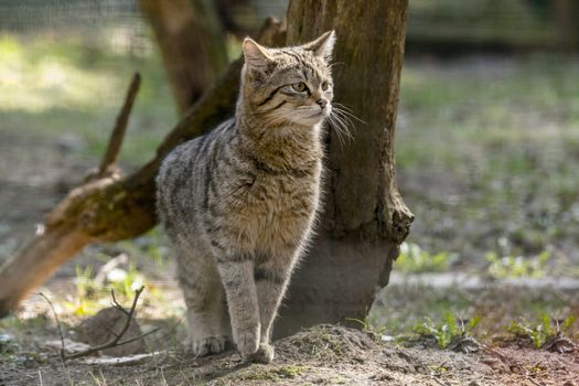 wild cat in the green season leaf forest