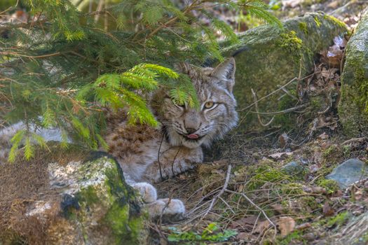 cute young lynx in the colorful wilderness forest