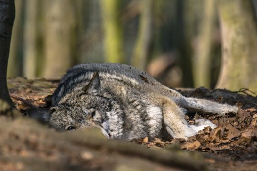 Gray wolf chill and hides in the green leaves forest