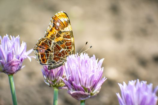 nice colored butterfly is chilling in my season garden