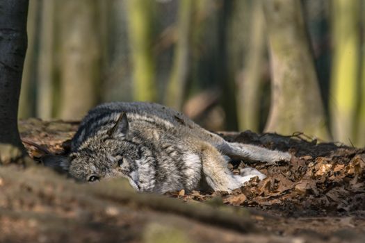 Gray wolf chill and hides in the green leaves forest