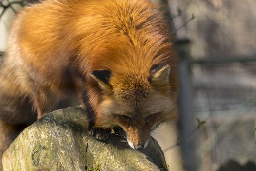 red fox hunting season in summer light