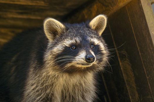 Young season raccoon plays hide in green leaves Forest