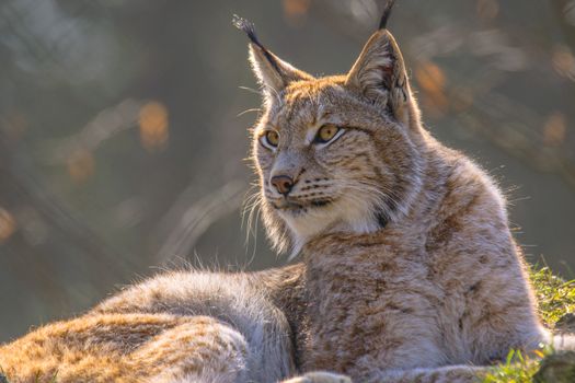 cute young lynx in the colorful wilderness forest