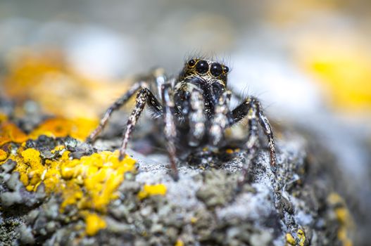 tiny zebra jumping spider is looking in wild nature