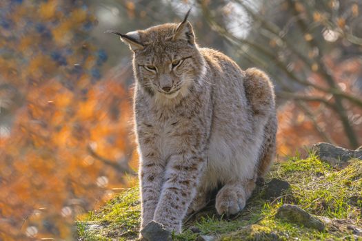 cute young lynx in the colorful wilderness forest