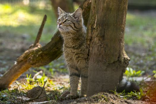 wild cat in the green season leaf forest