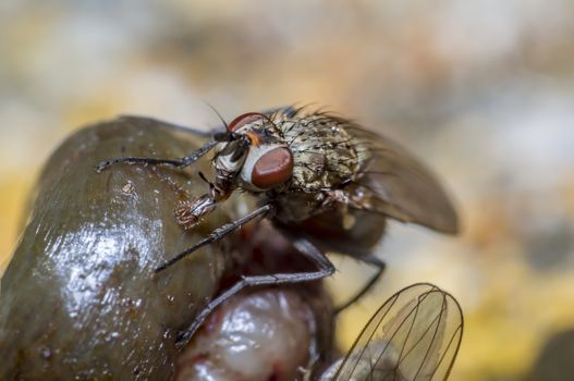 small macro fly in wild life nature