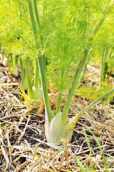 Beautiful bulbs of fennel  in a vegetable garden ,bright bulbs and  green feather leaves  in a sunny day , the plants are surrounded by mulch