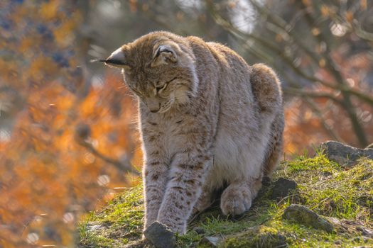 cute young lynx in the colorful wilderness forest