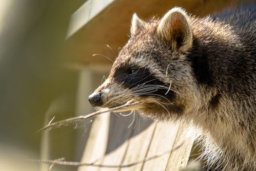 Young season raccoon plays hide in green leaves Forest