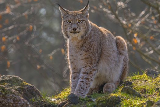 cute young lynx in the colorful wilderness forest