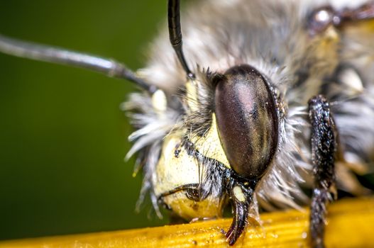 small wet bee after rescue to dry in nature