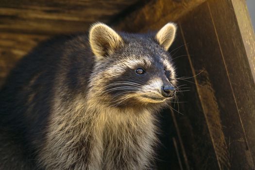 Young season raccoon plays hide in green leaves Forest