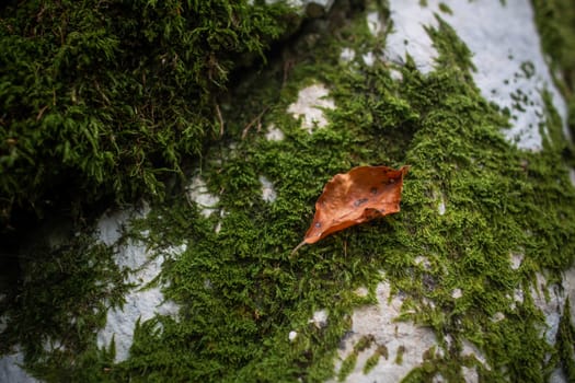 fallen autumn dry orange leaf lying on bright green moss on a gray stone in the forest